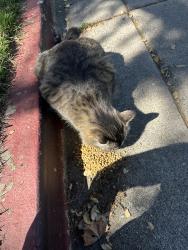 Found/Stray Female Cat last seen Eagle park , Mountain View, CA 94041