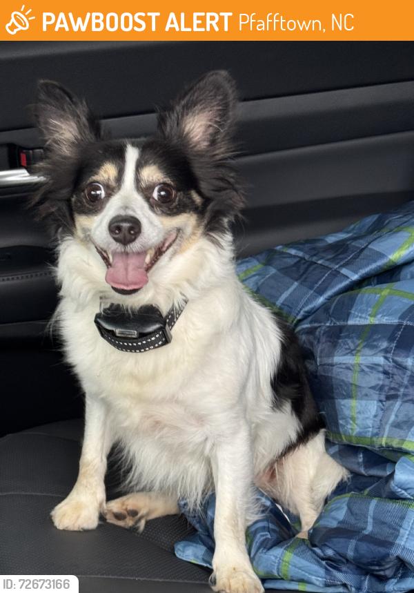 Found/Stray Male Dog last seen Chickasha and Yadkinville Rd, Pfafftown, NC 27040