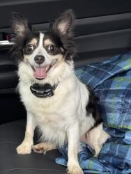 Found/Stray Male Dog last seen Chickasha and Yadkinville Rd, Pfafftown, NC 27040