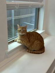 Lost Male Cat last seen Near Holland Ct, Celina, TX , Celina, TX 75009