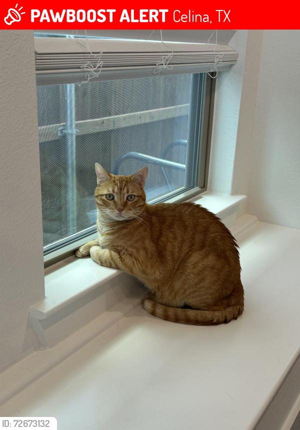 Lost Male Cat last seen Near Holland Ct, Celina, TX , Celina, TX 75009