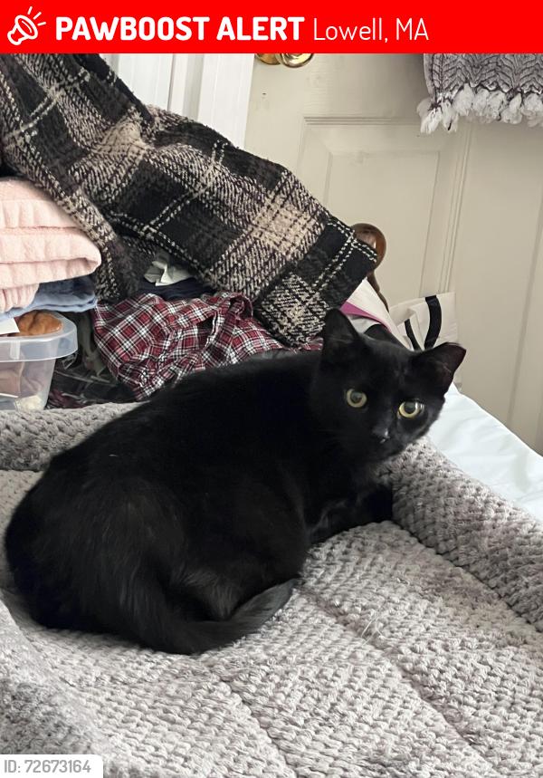 Lost Male Cat last seen Convenient store , Lowell, MA 01851