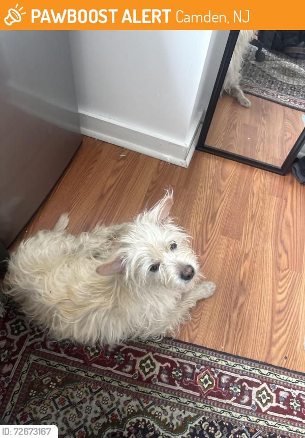 Found/Stray Male Dog last seen Found wandering down I 95 in camden, Camden, NJ 08102