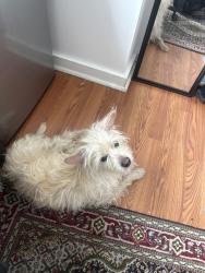 Found/Stray Male Dog last seen Found wandering down I 95 in camden, Camden, NJ 08102