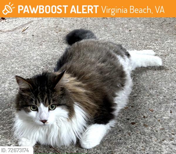 Found/Stray Male Cat last seen Birdneck rd, Virginia Beach, VA 23451