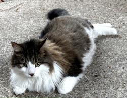 Found/Stray Male Cat last seen Birdneck rd, Virginia Beach, VA 23451