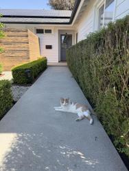 Found/Stray Unknown Cat last seen Armagosa Drive and Nueva Vista , Laguna Niguel, CA 92677