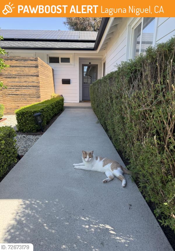 Found/Stray Unknown Cat last seen Armagosa Drive and Nueva Vista , Laguna Niguel, CA 92677