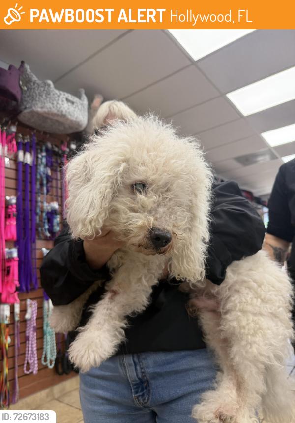 Found/Stray Male Dog last seen By Angies Pet spa and Boutique, Hollywood, FL 33024