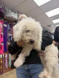 Found/Stray Male Dog last seen By Angies Pet spa and Boutique, Hollywood, FL 33024