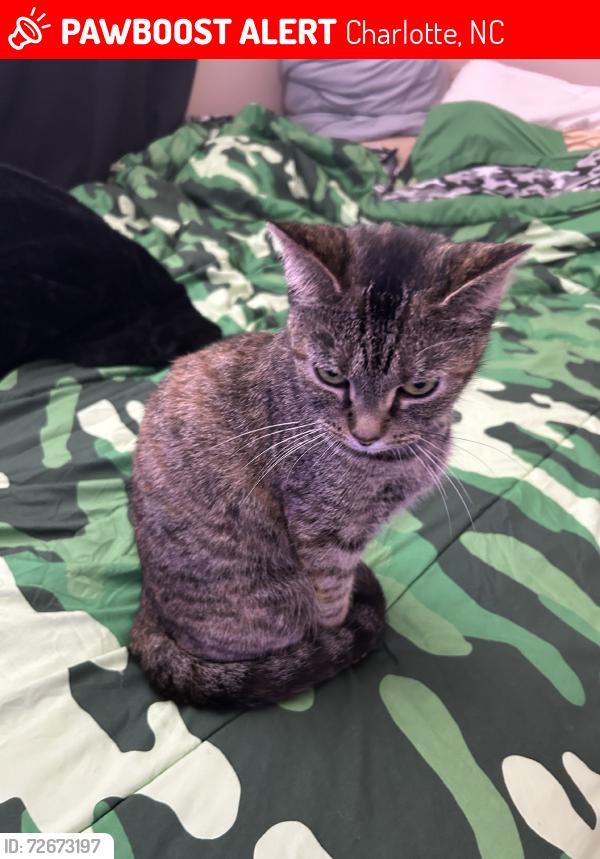 Lost Female Cat last seen Albermale Road & Sharon Amity, Charlotte, NC 28212