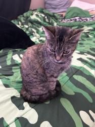 Lost Female Cat last seen Albermale Road & Sharon Amity, Charlotte, NC 28212