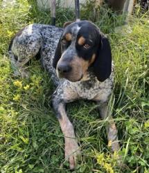Lost Male Dog last seen Crab creek rd and Jim Hill Rd, Henderson, WV 25106