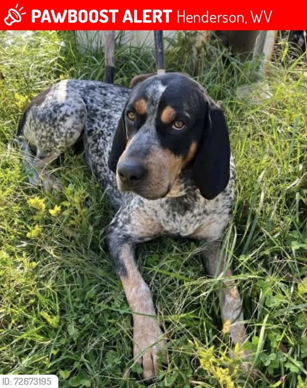 Lost Male Dog last seen Crab creek rd and Jim Hill Rd, Henderson, WV 25106