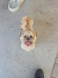 Found/Stray Male Dog last seen Lamb and owens, Las Vegas, NV 89110