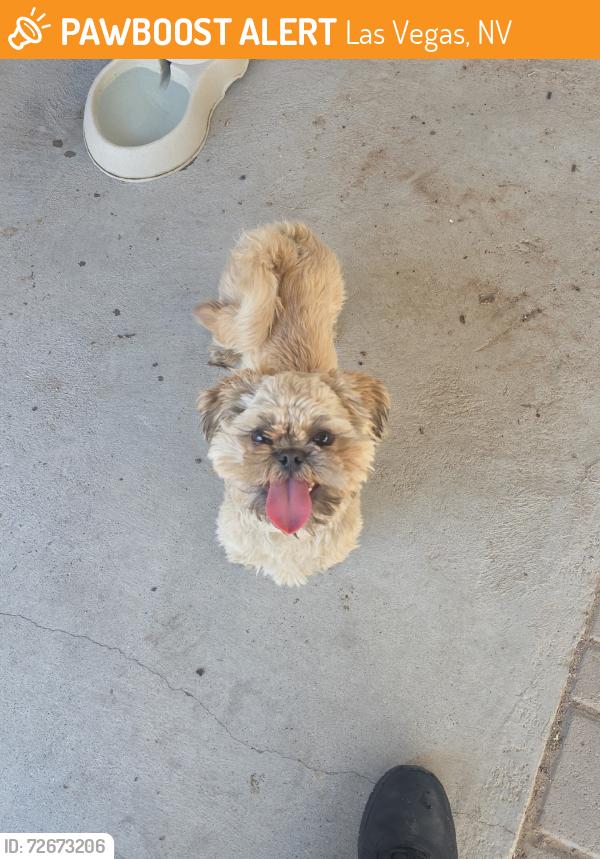 Found/Stray Male Dog last seen Lamb and owens, Las Vegas, NV 89110