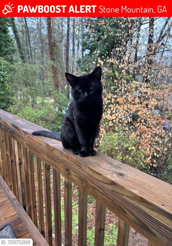 Lost Male Cat last seen Near redan trail, Stone Mountain, GA 30088