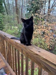 Lost Male Cat last seen Near redan trail, Stone Mountain, GA 30088