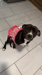 Lost Female Dog last seen Jerri Ln, Haltom Rd. , Fort Worth, TX 76117