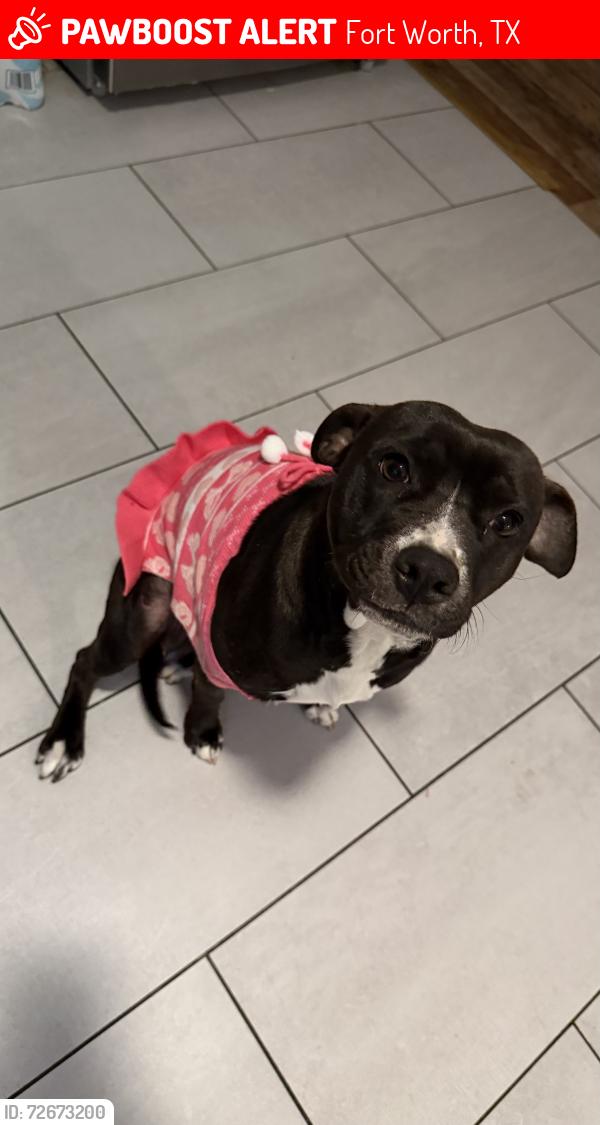 Lost Female Dog last seen Jerri Ln, Haltom Rd. , Fort Worth, TX 76117