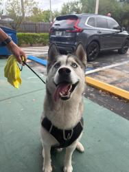 Found/Stray Male Dog last seen Near , Tampa, FL 33634