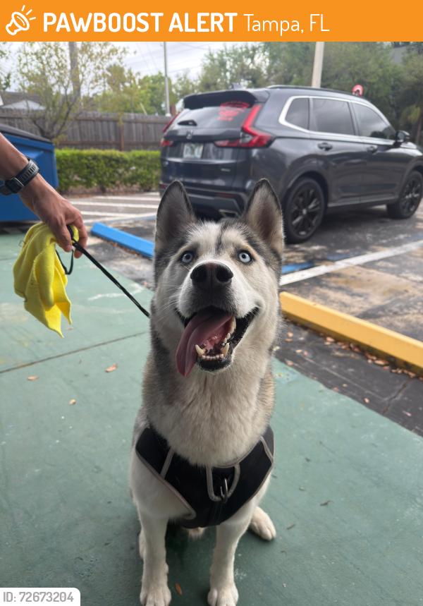 Found/Stray Male Dog last seen Near , Tampa, FL 33634