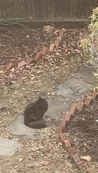 Found/Stray Unknown Cat last seen St John St , New Haven, CT 06511