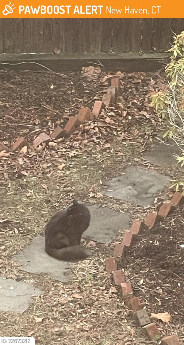 Found/Stray Unknown Cat last seen St John St , New Haven, CT 06511