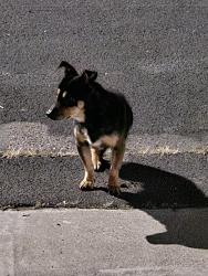 Found/Stray Male Dog last seen Jeremy way, Stockton, CA 95212