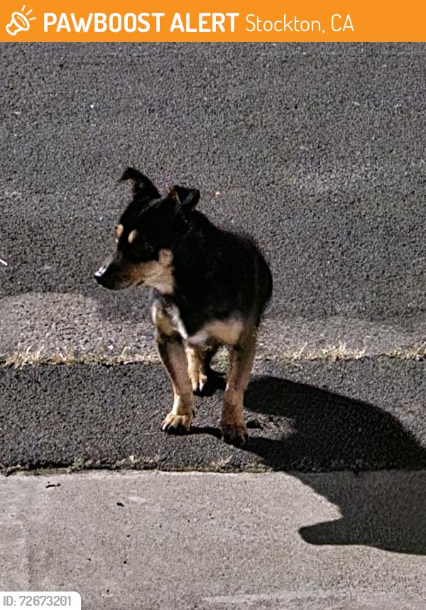 Found/Stray Male Dog last seen Jeremy way, Stockton, CA 95212