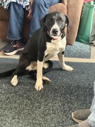 Found/Stray Female Dog last seen Lakeside Elementary , Indianapolis, IN 46229