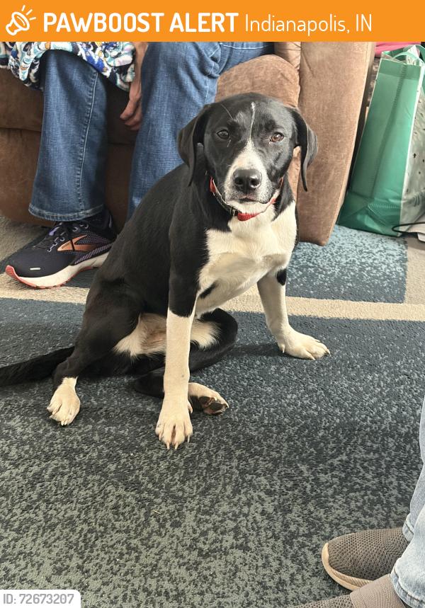 Found/Stray Female Dog last seen Lakeside Elementary , Indianapolis, IN 46229