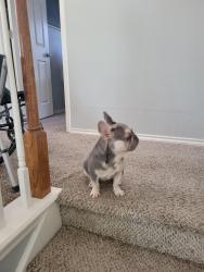 Lost Male Dog last seen Rosedale , Grand Prairie, TX 75052