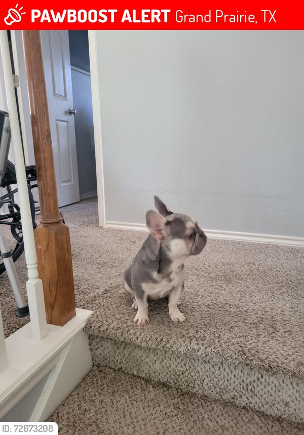 Lost Male Dog last seen Rosedale , Grand Prairie, TX 75052