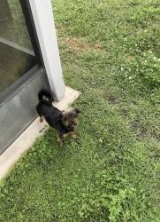 Lost Male Dog last seen Mason Lakes Dr. 32218, Jacksonville, FL 32218