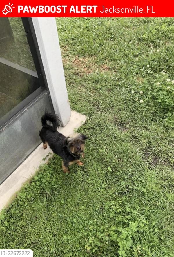 Lost Male Dog last seen Mason Lakes Dr. 32218, Jacksonville, FL 32218