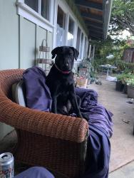 Lost Female Dog last seen Ulalena Loop, Maui County, HI 96708
