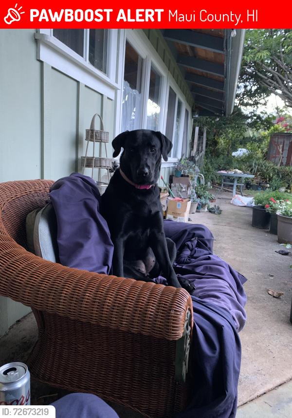 Lost Female Dog last seen Ulalena Loop, Maui County, HI 96708