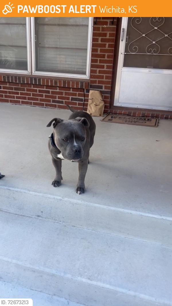 Found/Stray Male Dog last seen praire park rd and e zimmerly st, Wichita, KS 67218