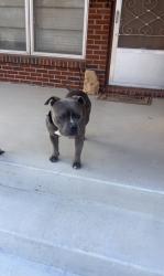 Found/Stray Male Dog last seen praire park rd and e zimmerly st, Wichita, KS 67218