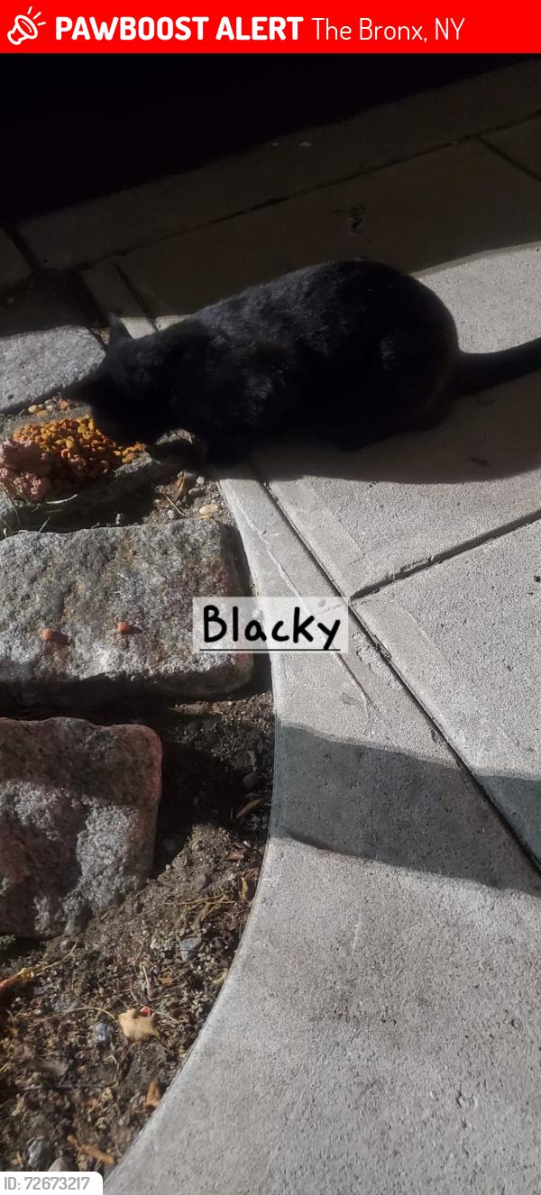 Lost Female Cat last seen Locust ave.138st.137st,136st135st. Bruckner boulevard.bronx ny, The Bronx, NY 10454