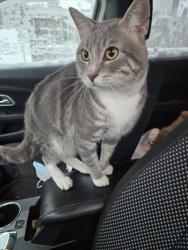 Found/Stray Male Cat last seen Jessamine Ave E and Payne Ave, Saint Paul, MN 55130