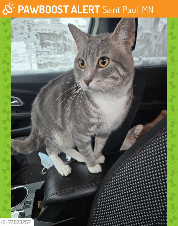 Found/Stray Male Cat last seen Jessamine Ave E and Payne Ave, Saint Paul, MN 55130