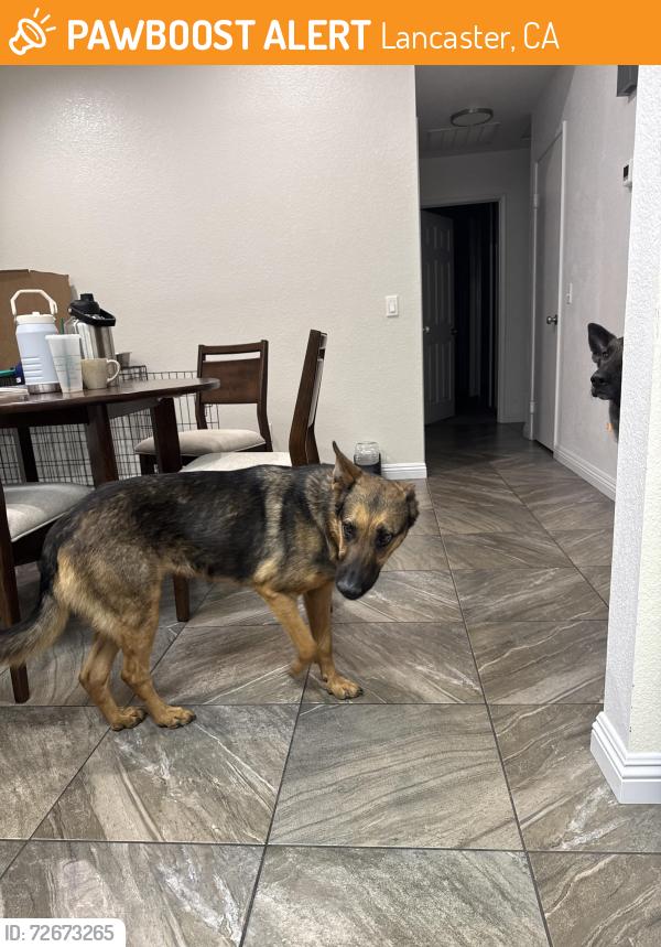 Found/Stray Female Dog last seen East Ave k-4 & 35th street east, Lancaster, CA 93535