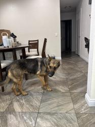 Found/Stray Female Dog last seen East Ave k-4 & 35th street east, Lancaster, CA 93535