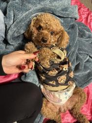 Lost Male Dog last seen Near king bird , little elm , texas, Oak Point, TX 75068