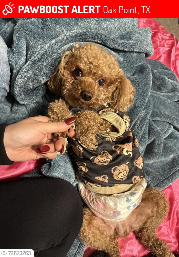 Lost Male Dog last seen Near king bird , little elm , texas, Oak Point, TX 75068