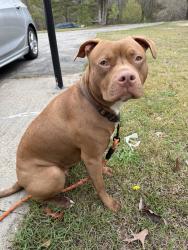 Found/Stray Female Dog last seen H Bullard Rd/Celestial Pine Dr, Gray's Creek, NC 28348