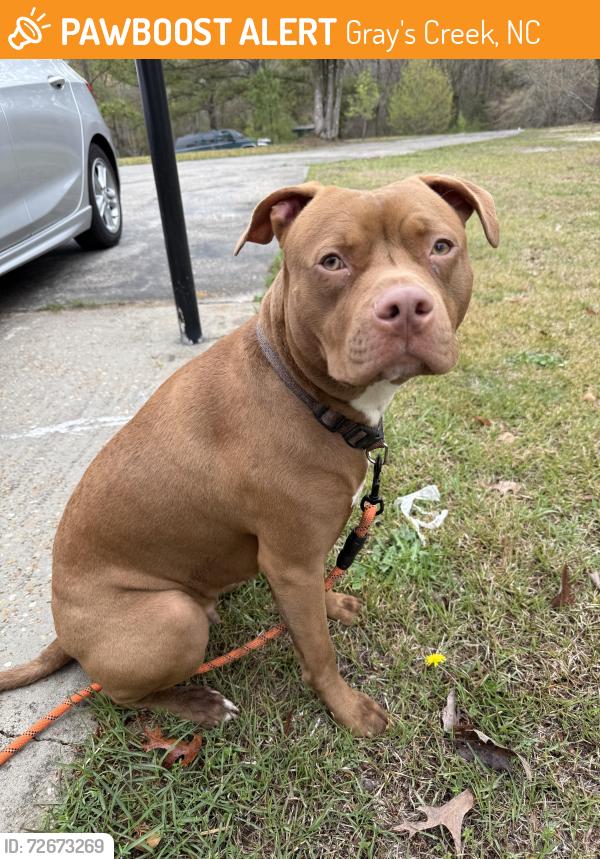 Found/Stray Female Dog last seen H Bullard Rd/Celestial Pine Dr, Gray's Creek, NC 28348