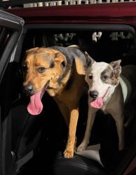 Found/Stray Male Dog last seen 16th Street and Northern Ave, Phoenix, AZ 85020